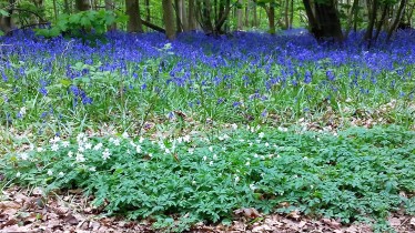 Bluebells, Stanmer Woods, Brighton - 22 April 2017