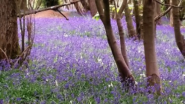 Nordic Walking through the Bluebells, Stanmer Woods, Brighton - 22 April 2017